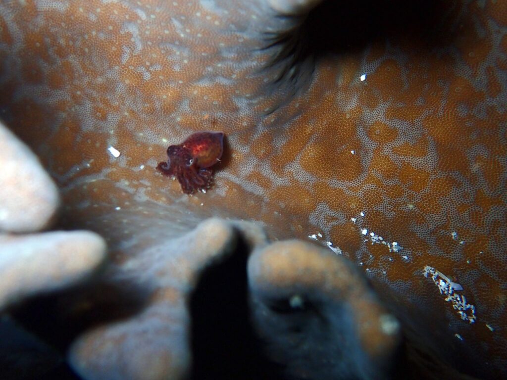 Bobtail squid by Daroyen DM Diego Gonzalez