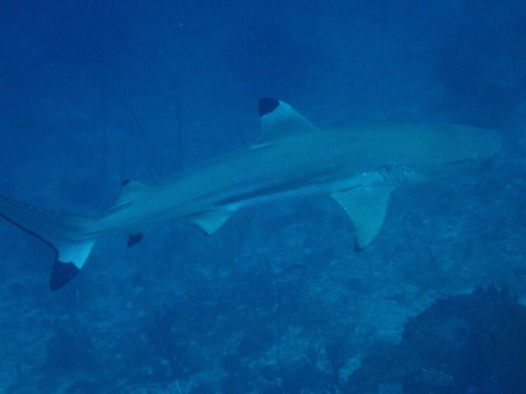 Common sighting Daroyen point house reef.