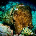 cuttlefish raja ampat