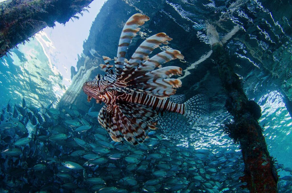 raja ampat Lionfish