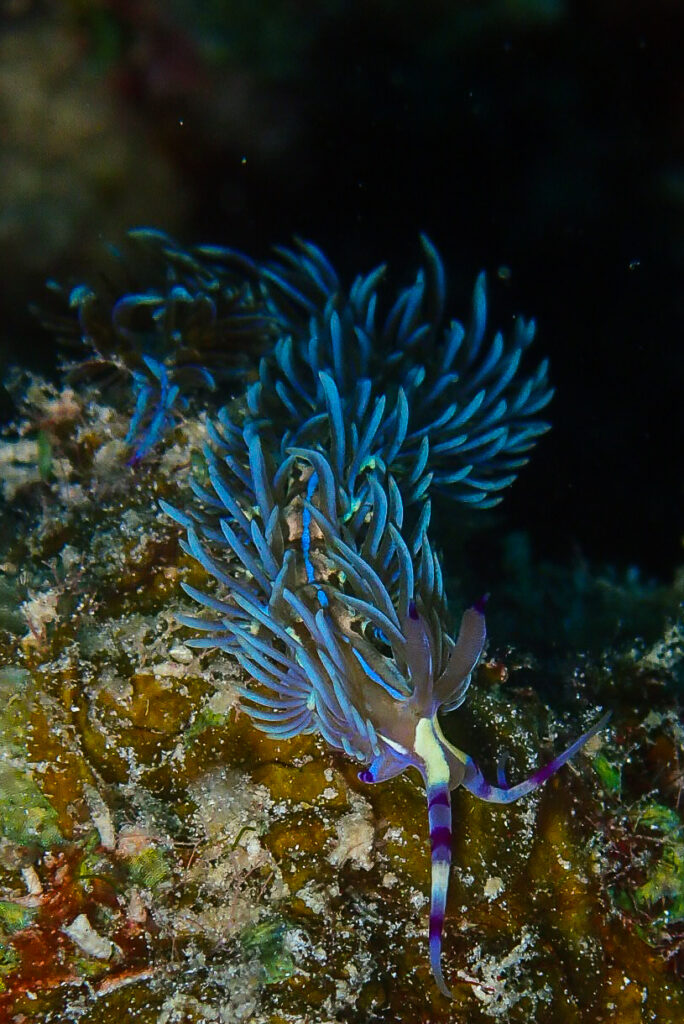 Nudibranch by Daroyen guide DM Diego Gonzalez