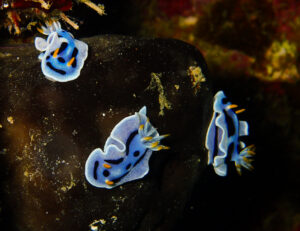 Nudibranch by Daroyen guide DM Diego Gonzalez