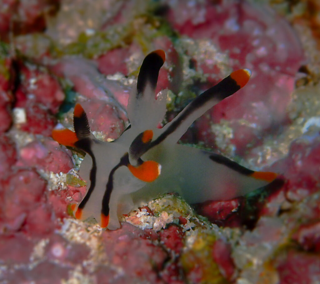 Translucent nudibranch by Daroyen guide DM Diego Gonzalez