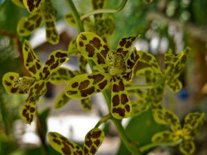 orchids of the Raja Ampat