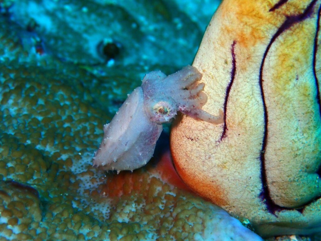 Bobtail squid comes in various colours. Photo courtesy our guest Ken Chan