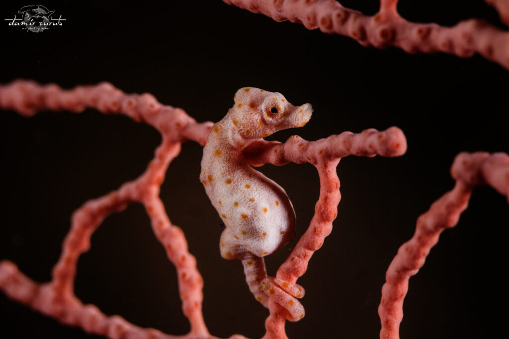 Pygmy Seahorses at Raja Ampat