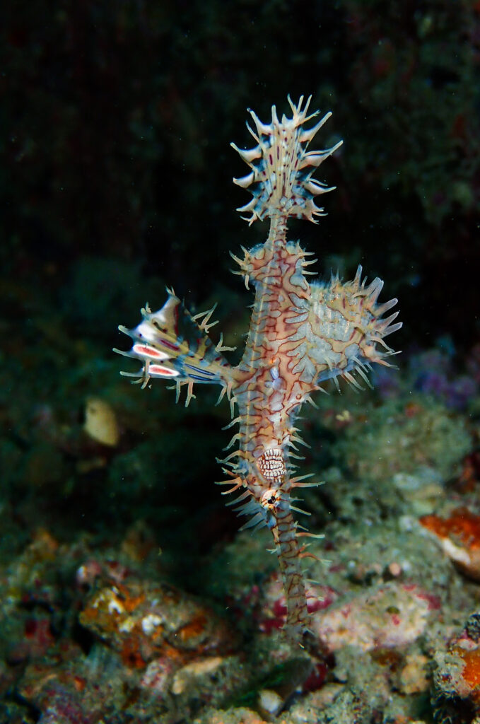 Ghost pipe fish by Daroyen guide DM Diego Gonzalez