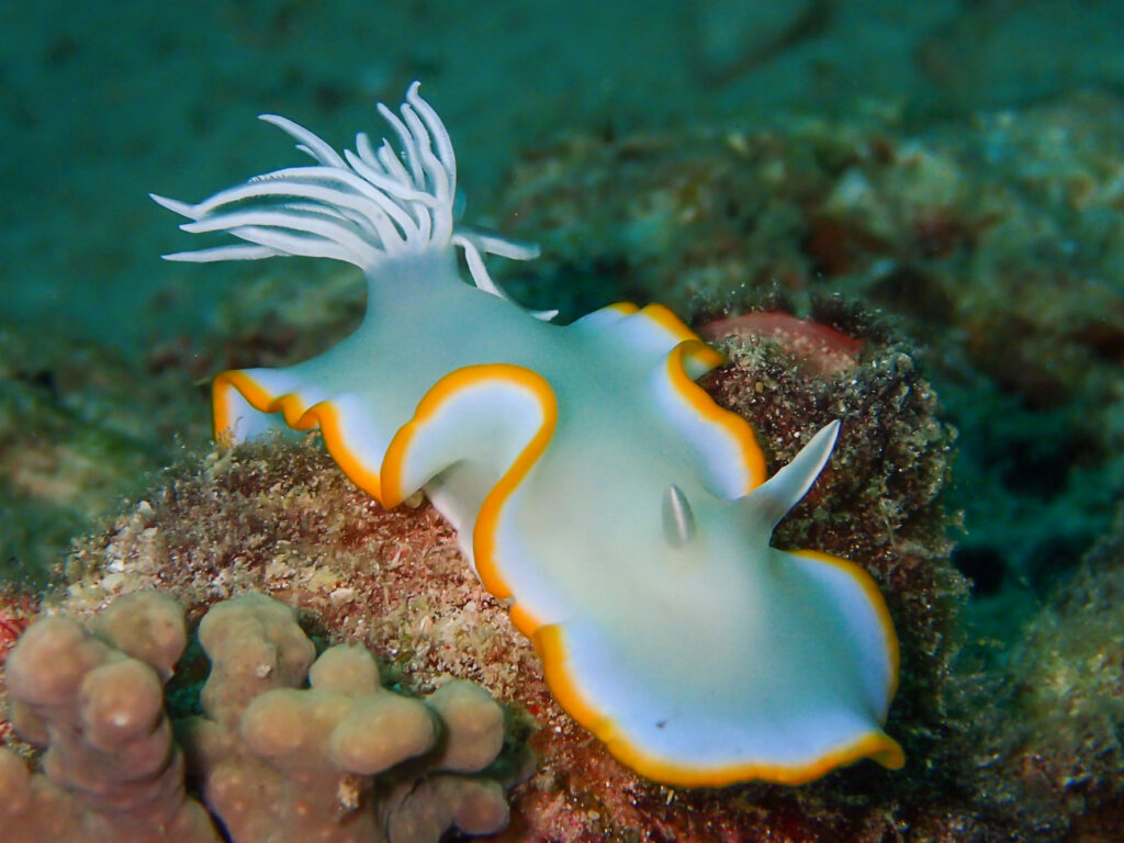 Nudibranch by Daroyen guide DM Diego Gonzalez